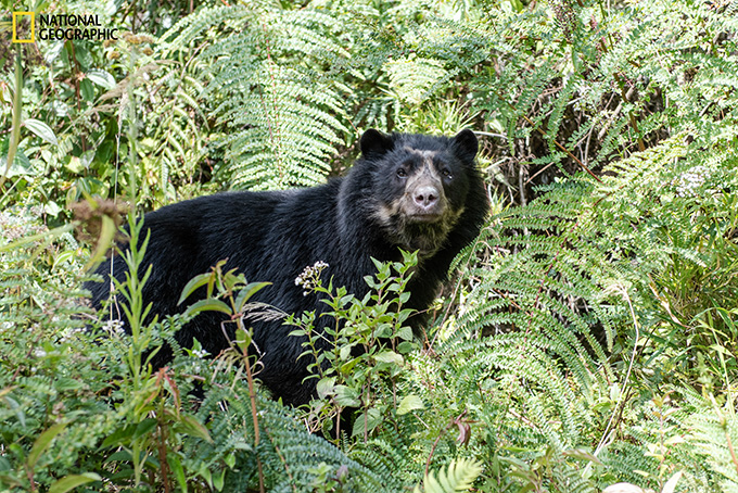 An Andean bear walks through the green brush, looking straight at the camera.