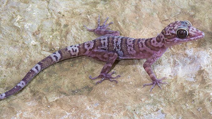 A gecko Cyrtodactylus sanpelensis against a black background.